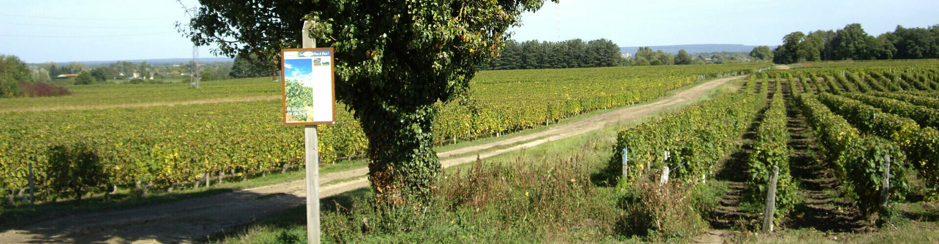 Les Vignobles et vins de Quincy et Reuilly